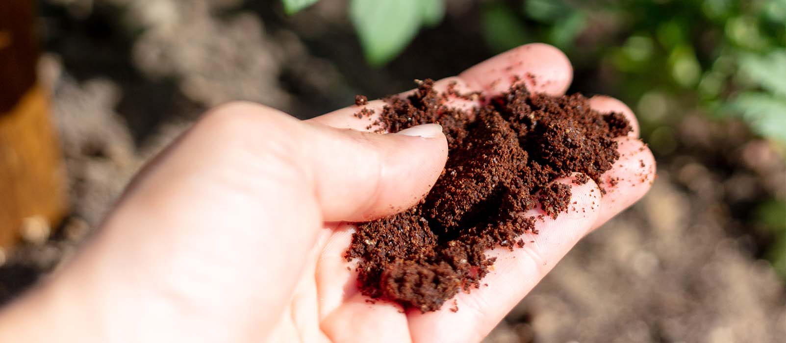 riutilizzare i fondi di caffè in giardino