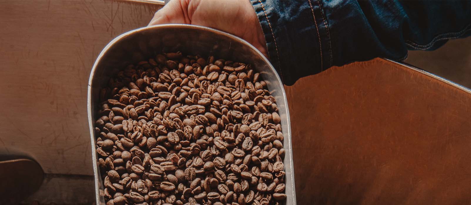 robusta arabica