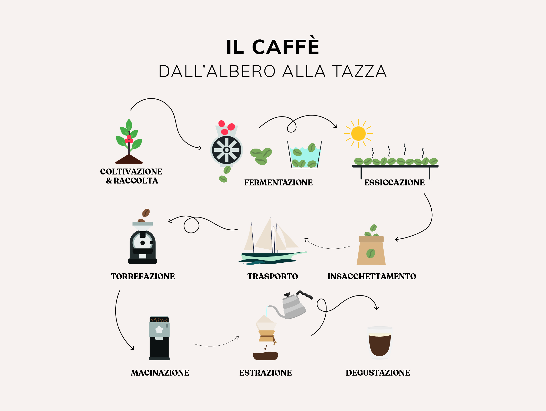 coltivazione del caffè dell'albero alla tazza