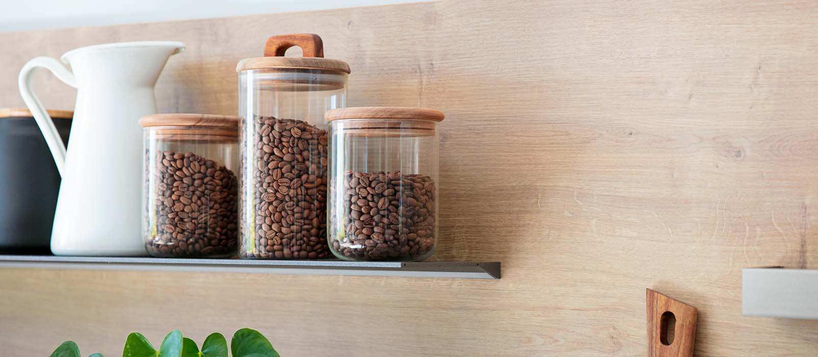 robusta-vs-arabica